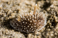 Acanthodoris brunnea (Brown Horned Dorid)