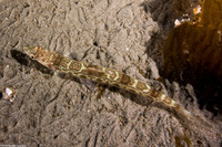 Synodus lucioceps (California Lizardfish)