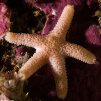 Henricia pumila (Dwarf Mottled Star)