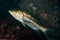 Paralabrax clathratus (Kelp Bass)