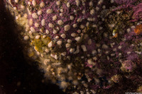 Discophyton rudyi (Discophyton rudyi)