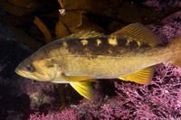 Sebastes serranoides (Olive Rockfish)
