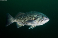 Sebastes mystinus (Blue Rockfish)
