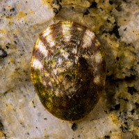Lottia scutum (Pacific Plate Limpet)