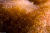 Aplidium californicum (Sea Pork)