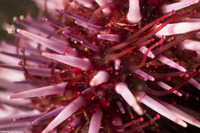 Strongylocentrotus purpuratus (Purple Sea Urchin)
