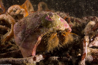 Paguristes ulreyi (Furry Hermit Crab)