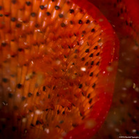 Watersipora subtorquata (Red-Rust Bryozoan)