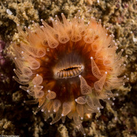 Paracyathus stearnsii (Brown Cup Coral)