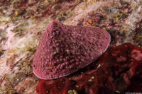 Acmaea mitra (Whitecap Limpet)