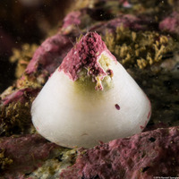 Acmaea mitra (Whitecap Limpet)