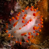 Limacia mcdonaldi (McDonald's Dorid)