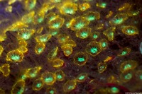 Astrangia haimei (Astrangia Haimei)