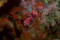 Tonicella lineata (Blue Lined Chiton)