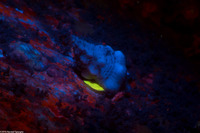 Kelletia kelletii (Kellet's Whelk)