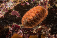 Lepidozona mertensii (Merten's Chiton)