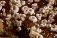 Spirorbinae sp.1 (Spirorbinae sp.1)