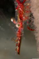 Heptacarpus tenuissimus (Slender Shrimp)