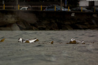 Charadrius semipalmatus (Semipalmated Plover)
