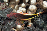 Paracirrhites forsteri (Freckled Hawkfish)