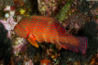 Cephalopholis miniata (Coral Grouper)