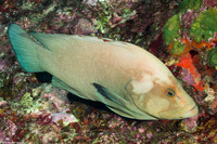 Aethaloperca rogaa (Redmouth Grouper)