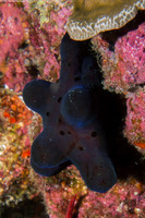 Coriocella hibyae (Velvet Snail)