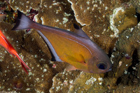 Pempheris vanicolensis (Vanikoro Sweeper)