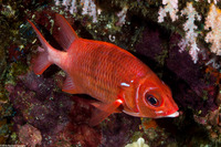 Sargocentron caudimaculatum (Tailspot Squirrelfish)