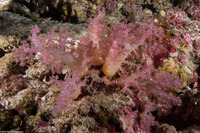 Dendronephthya sp.1 (Dendronephthya)