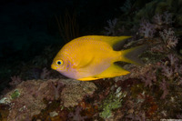 Amblyglyphidodon aureus (Golden Damsel)