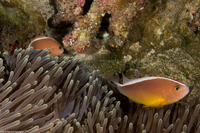 Amphiprion akallopisos (Skunk Anemonefish)