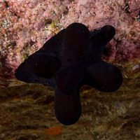 Coriocella hibyae (Velvet Snail)