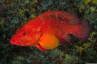Cephalopholis miniata (Coral Grouper)