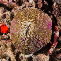Fungia fungites (Common Mushroom Coral)