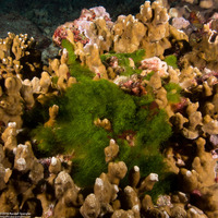 Chlorodesmis fastigiata (Turtle Weed)