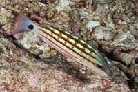 Lutjanus decussatus (Checkered Snapper)