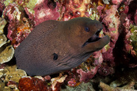Gymnothorax javanicus (Giant Moray)