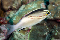 Scolopsis bilineata (Bridled Monocle Bream)