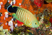 Centropyge eibli (Blacktail Angelfish)