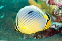 Chaetodon trifasciatus (Indian Redfin Butterflyfish)