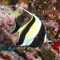Zanclus cornutus (Moorish Idol)