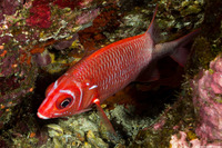 Sargocentron caudimaculatum (Tailspot Squirrelfish)