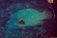 Cheilinus undulatus (Humphead Wrasse)