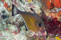 Pempheris vanicolensis (Vanikoro Sweeper)