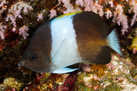 Hemitaurichthys zoster (Black Pyramid Butterflyfish)