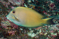 Ctenochaetus striatus (Lined Bristletooth)