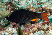Scarus tricolor (Tricolor Parrotfish)