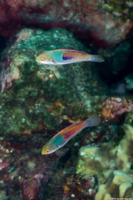 Cirrhilabrus cyanopleura (Bluesided Fairy Wrasse)