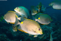 Siganus guttatus (Golden Rabbitfish)